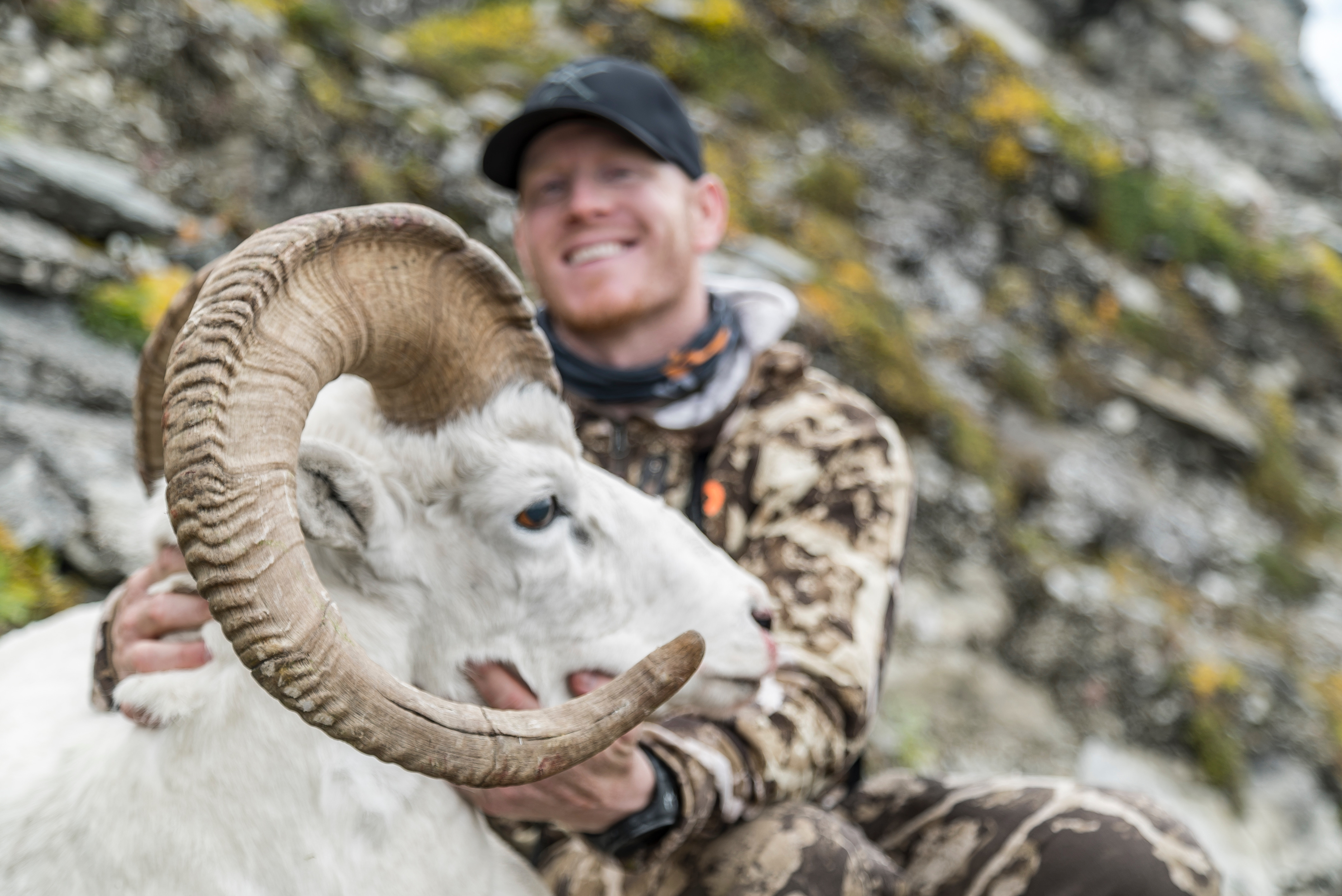 Dall Sheep Hunt On Alaska Public Land